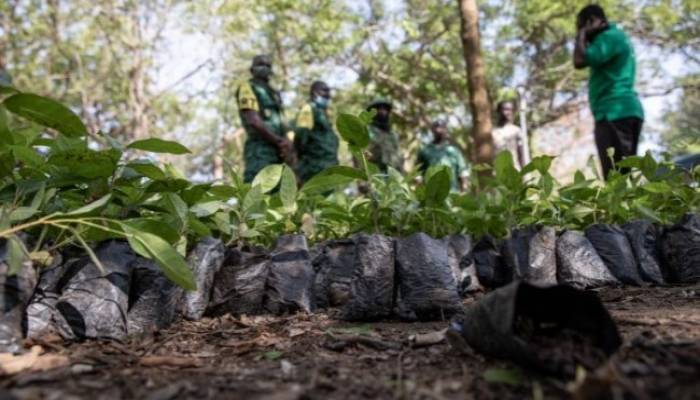 Ghana plants 5 million trees in single day to combat deforestation