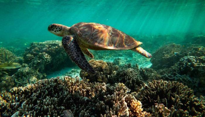 Great Barrier Reef should be listed as 'in danger': Unesco