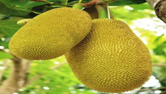 Bangladeshi jackfruits now at German market