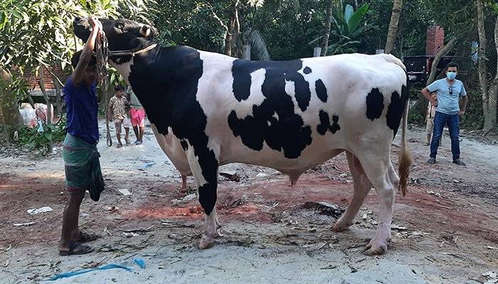 Digital sacrificial animal haat launched, 241 haats go online