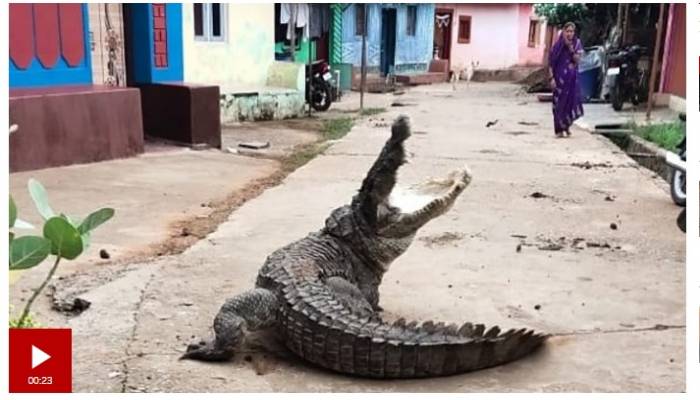 Strolling crocodile sparks panic in India village
