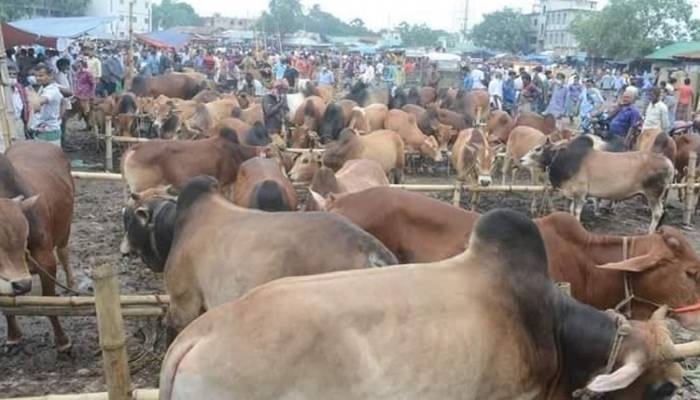 18 makeshift cattle markets to operate in city from July 17