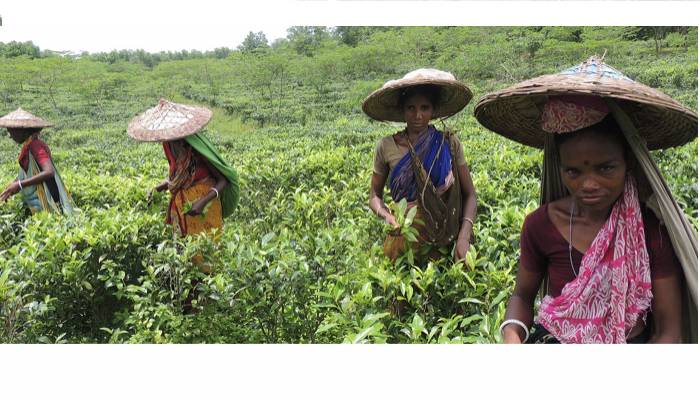Increased social service for marginalized tea workers stressed