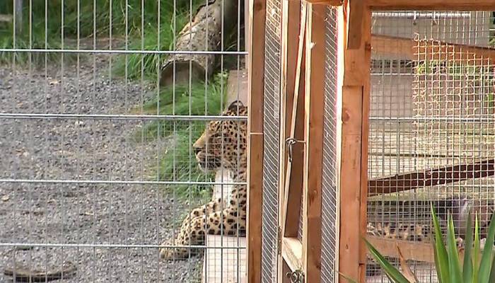 Leopard attacks model in German photoshoot