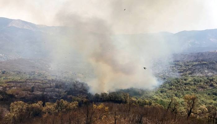 65 killed in Algerian wildfires, Greece and Italy burn
