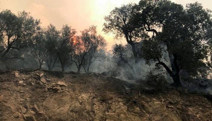 42 die in Algeria wildfire