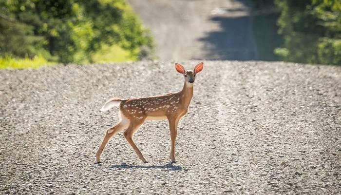 US reports world's first deer with COVID-19