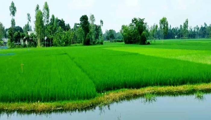 Aman rice plants growing superbly in Rangpur region