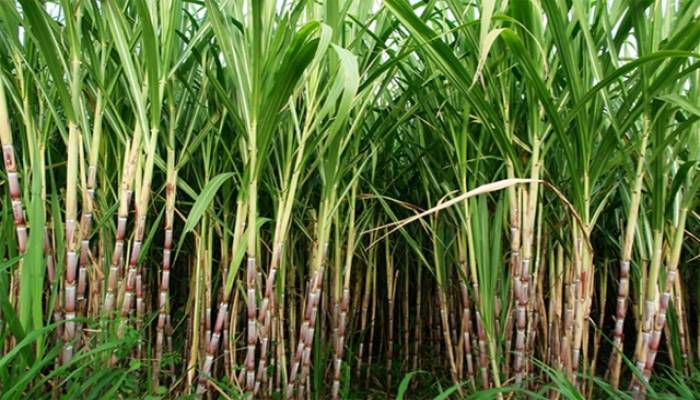 Bumper sugarcane yield expected in Manikganj