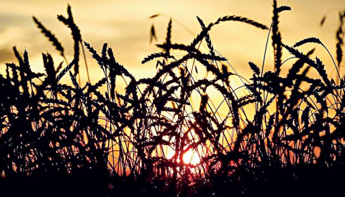 World food prices hit 10-year peak: FAO