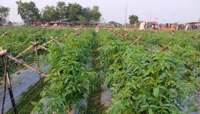 Commercial tomato farming brings smiles to Rajshahi farmers