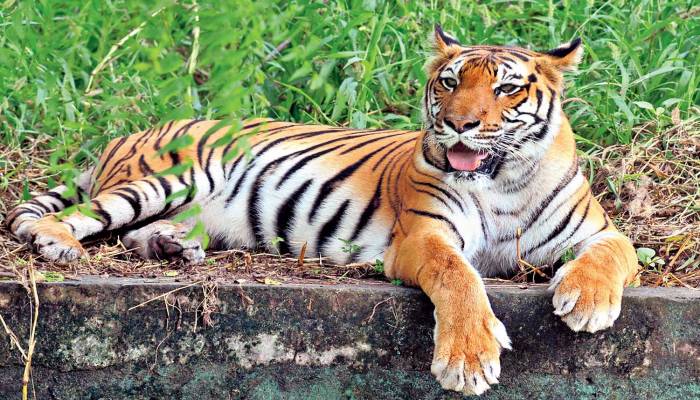 8-point demand placed to save wildlife