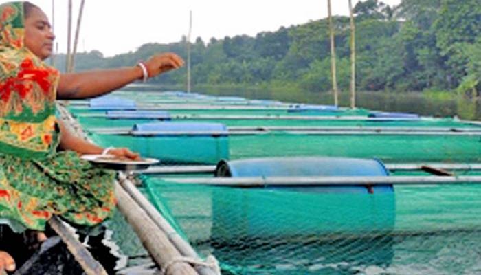 Cage fish farming brings fortune for many Narsingdi youths