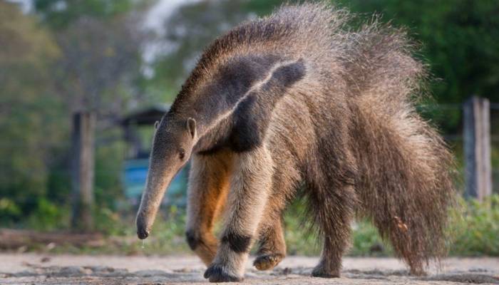Brazil wildfires killed an estimated 17 million animals
