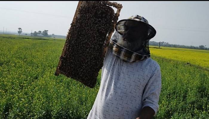 Honey hunting becomes boon for many Rajshahi farmers