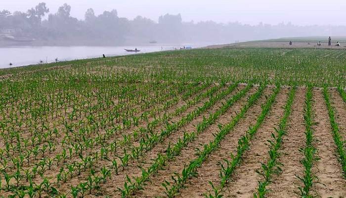 Over 5.67-lakh tonnes maize yield likely in Rajshahi