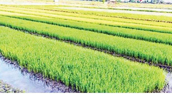 Farmers busy with transplanting Boro rice seedlings in Narail