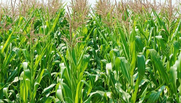 Maize cultivation gains popularity to char dwellers in Gaibandha