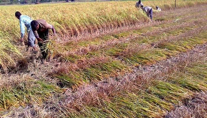 Aman rice yield target exceeds by 2.60pc in Rangpur
