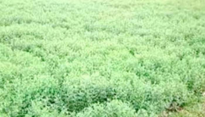 73,582 tonnes of lentil yield likely in Rajshahi