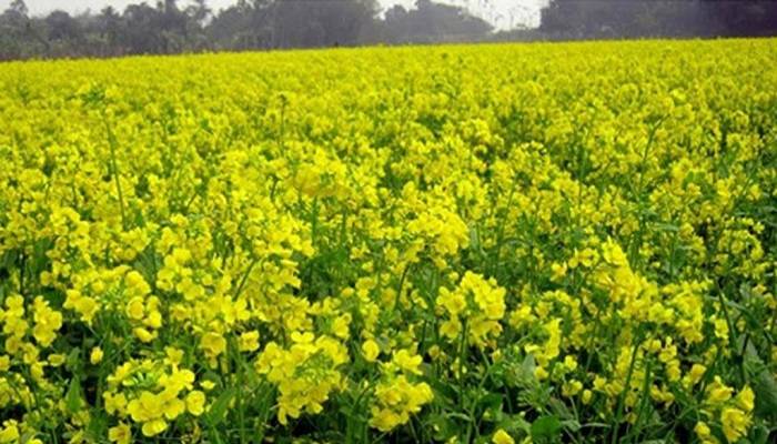 Mustard cultivation target exceeds in Netrakona