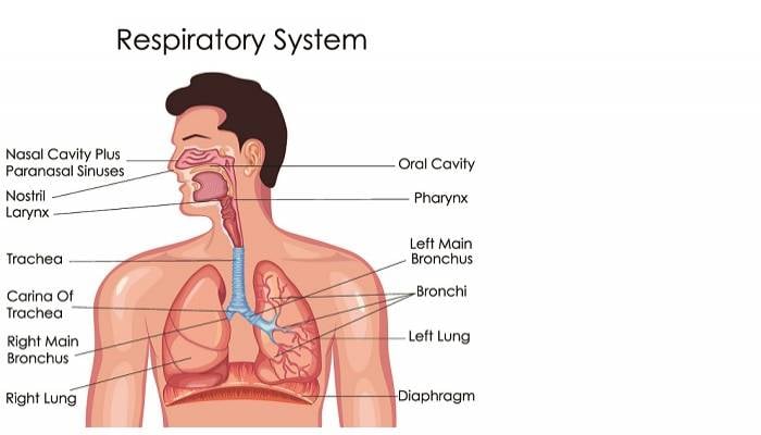 The importance of a healthy respiratory system in preventing lung complications