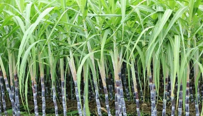 Rajshahi Sugar Mills eyes revival as sugarcane farming rises