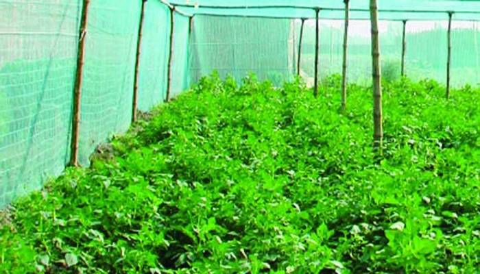 Tissue culture makes potato seed farmers delighted in Rajshahi