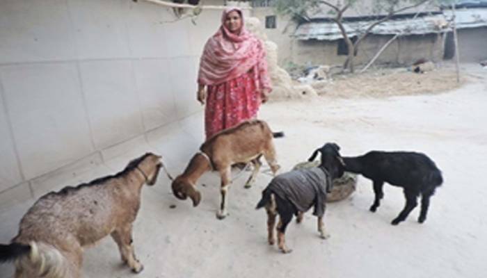 Dighipara village women appear fortune makers in Rajshahi Barind area