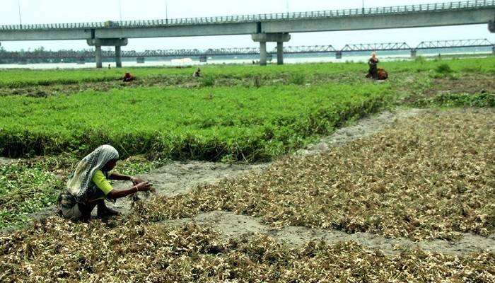 Excellent output makes groundnut farmers happy in Rangpur
