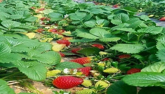 Strawberry farming brings fortunes to many Rajshahi people
