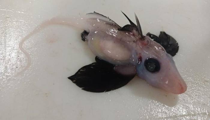 New Zealand: Scientists discover rare baby ghost shark