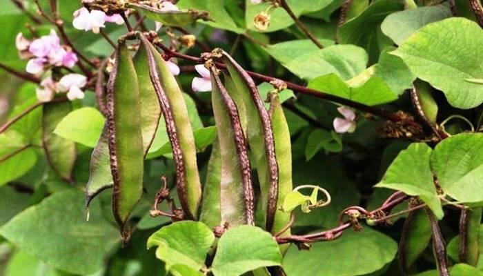 Bean cultivation brings smile on Narsingdi char farmer's face