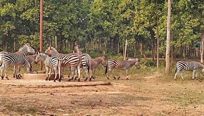 Livestock Ministry now forms probe body over death of animals in Bangabandhu Safari Park