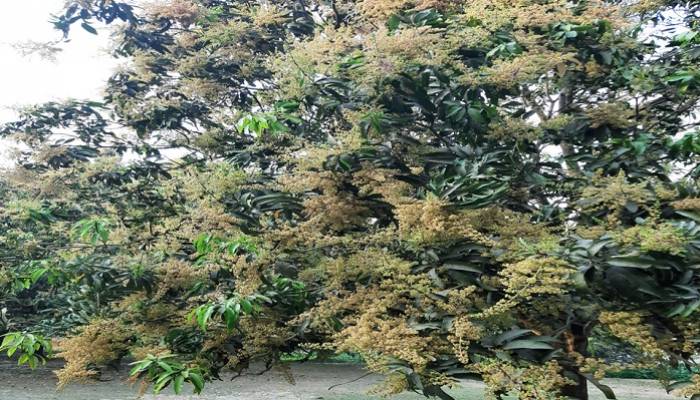 Mango trees start sprouting in C'nawabganj