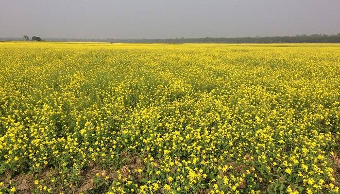 Manikganj sees bumper production of mustard