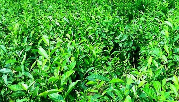 Northern districts produce record 14.54-mn kgs of processed tea