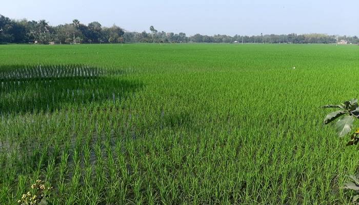 Boro cultivation exceeds target in C'nawabganj