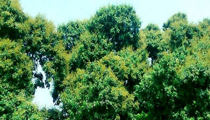 Excellent litchi flowering in Rangpur region
