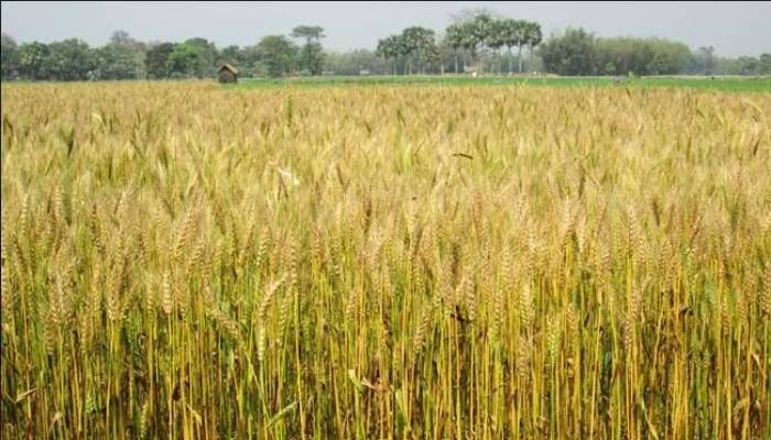 Bumper wheat production likely in Joypurhat