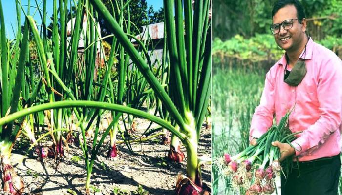 Bumper onion production likely in Rangpur region