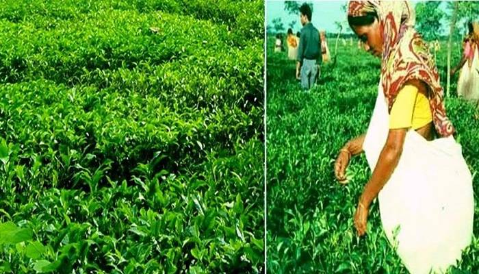 Tea farming creates jobs, changing northern region's economy
