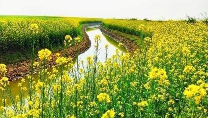 BADC expects 1.34 lakh tonnes additional crops yearly in Chalan beel