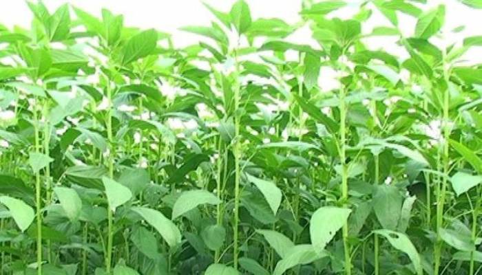 3,810 hectares under jute cultivation in Narsingdi