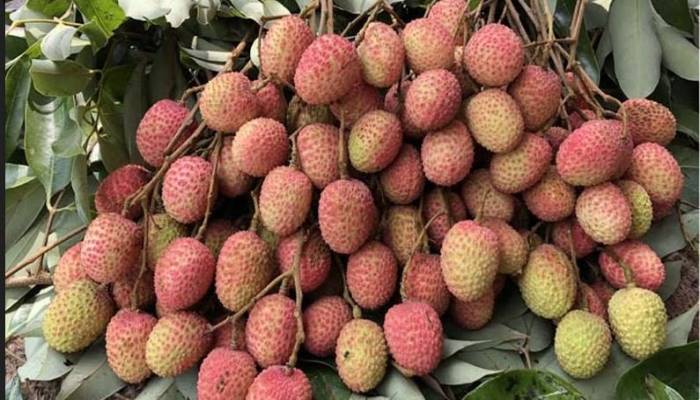 Litchi starts appearing in Rajshahi markets