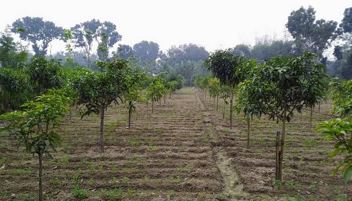 Mangoes intercropped on 25,000 hectares land in northern region