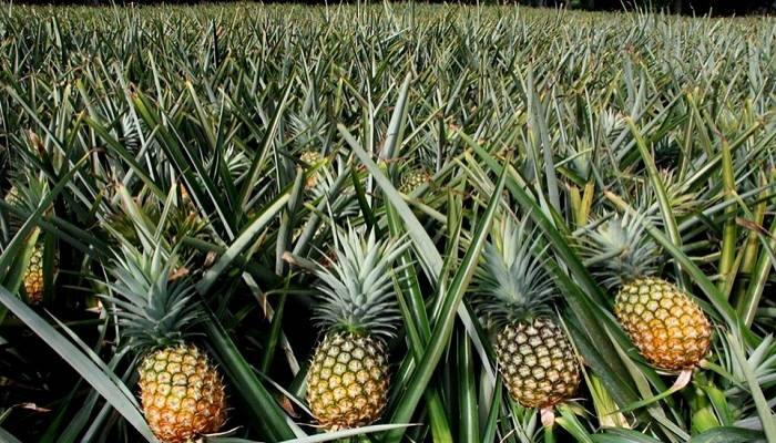 Honey queen pineapple farming changes farmers' lot in Polash