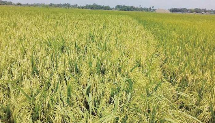 Bumper Boro production likely in Cumilla