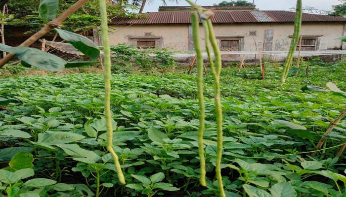 Safe vegetable farming becomes boon for many Rajshahi people