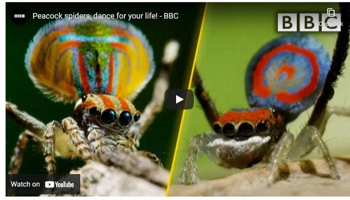 Why scientists are also watching animal YouTube videos